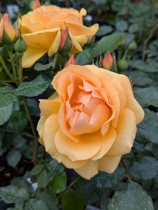 ARIZONA SUN (floribunda)